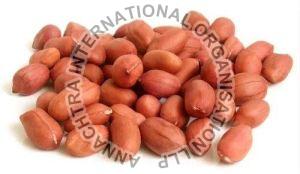 bold groundnut