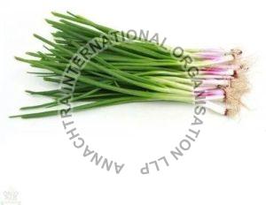 Fresh Spring Onion