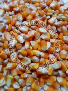 Maize Cattle Feed