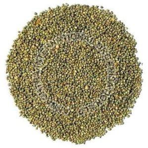 Pearl Millet Seeds