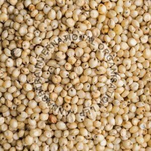 White Sorghum Seeds