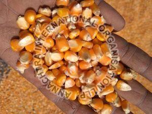 Yellow Maize Cattle Feed