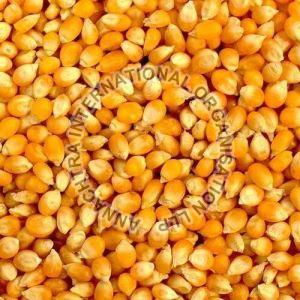 Yellow Maize Seeds