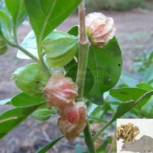 Amukura / Winter Cherry / Indian Ginseng Powder