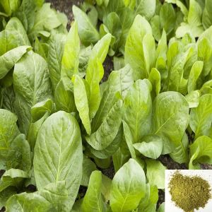 chicory leaves powder