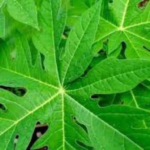 Papaya Leaf Powder