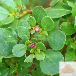 Horse Purslane Root Powder