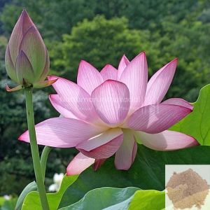 Thamarai / Indian Lotus Powder