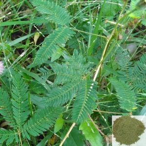 Thotta Sinungi/ Sensitive Plant / Sleepy Plant Powder