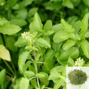 Thulasi / Sacred Basil Powder