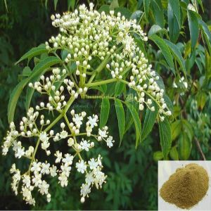 neem flower powder