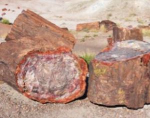 petrified wood