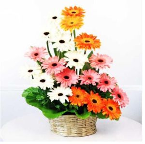 Vibrant Cheering Gerberas With Basket