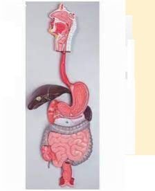 digestive system model