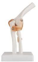 ELBOW JOINT MODEL WITH LIGAMENT