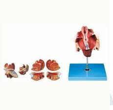 FEMALE GENITAL ORGANS MODEL