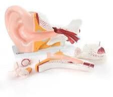 GAINT EAR MODEL