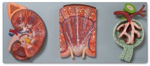 kidney section renal nephron renal capsule model