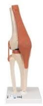 KNEE JOINT MODEL WITH LIGAMENT