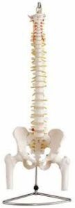 pelvis femur heads life size spine model