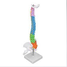 MINI COLOURED SPINE MODEL