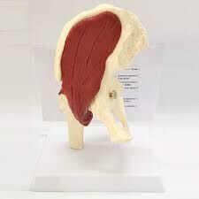 Muscular Hip Joint Model