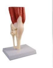 MUSCULAR KNEE JOINT MODEL