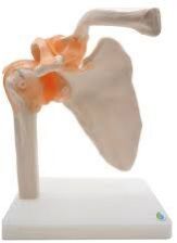 SHOULDER JOINT MODEL WITH LIGAMENTS