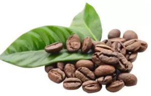 Arabica Coffee