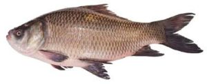 Catla Fish