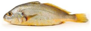 Croaker Fish