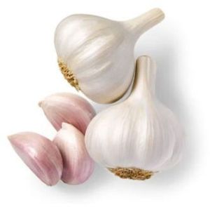 Garlic