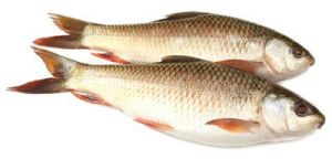 Rohu Fish