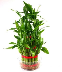 Three Layer Bamboo Plant