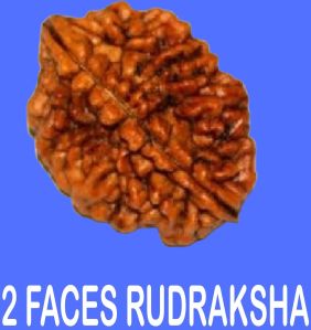 TWO FACE RUDRAKSHA ( Dui Mukhi Rudraksha )