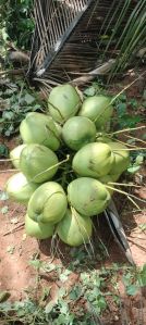 Tender Coconut