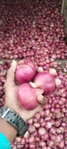 Nasik Red Onion