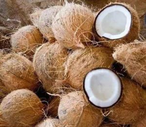 DRY Semi husked Coconut