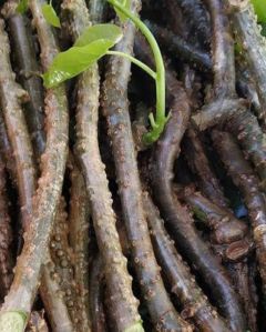 Tinospora Cordifolia