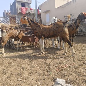 Gujari Goat