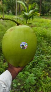 Tender Coconut Water