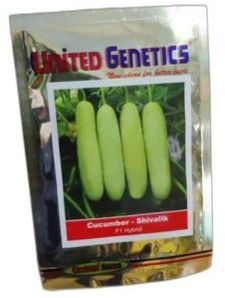 United Genetics Cucumber Shivalik F1 Hybrid Seeds