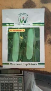 Welcome F1 Shantala Cucumber Seeds