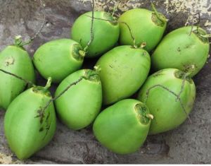 Green Tender Coconut