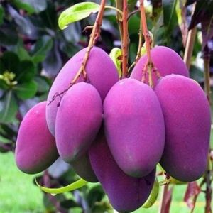 Purple Miyazaki Mango