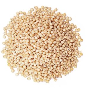 White Sorghum for export