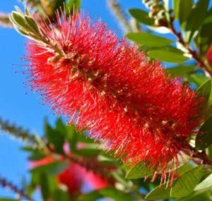 Bottle Brush Plant