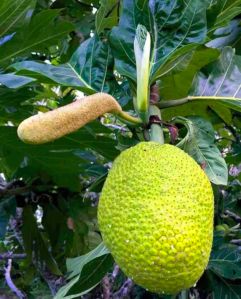 Bread Fruit Plant