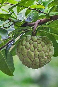 Thai Custard Apple Plants