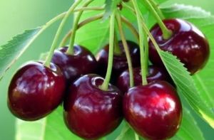 Kashmiri Cherry Plant